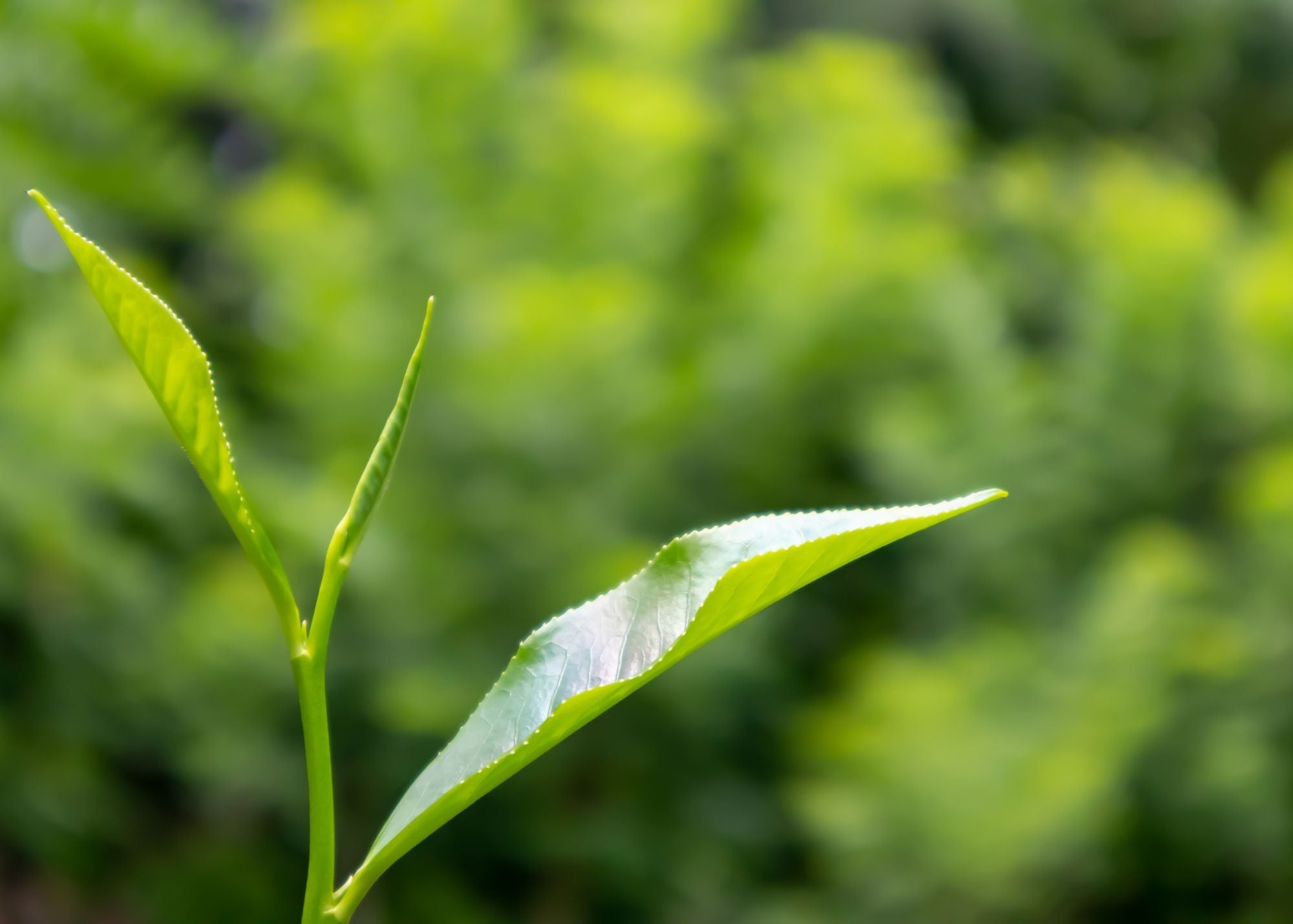 a small pile of black tea with CBD